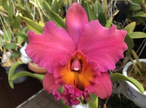<i>Rhyncholaeliocattleya</i> Annie Zilius