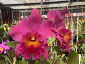 Rhyncholaeliocattleya Annie Zilius