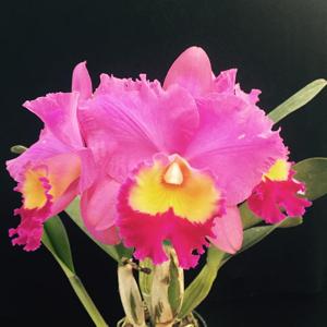 Rhyncholaeliocattleya Cutie Girl