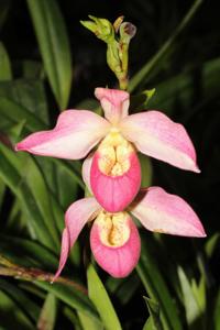 Phragmipedium Wössner Rose