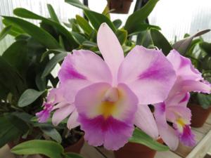 Cattleytonia Sacramento Splash