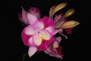 Cattleytonia Sacramento Splash