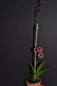 Tolumnia Genting Angel
