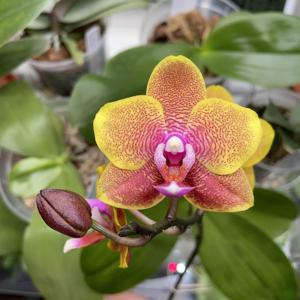 Phalaenopsis Sogo Lawrence