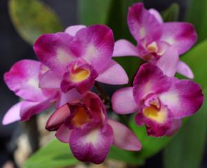Guaricattonia Just Because