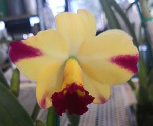 <i>Rhyncholaeliocattleya</i> Hwa Yuan Toshie