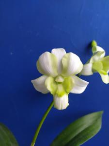 Dendrobium Liberty White