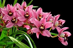 Cymbidium Peggy Foo
