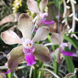 <i>Vanda</i> Derek Deville