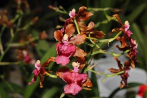 <i>Oncidium</i> Pacific Sunrise