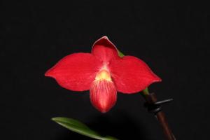 Phragmipedium Prissy