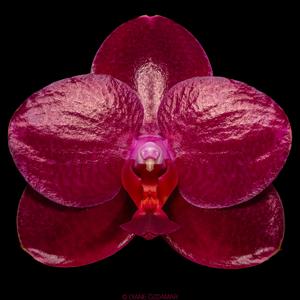 Phalaenopsis Sogo Relex