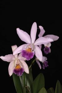 Cattleya Marcello Miranda