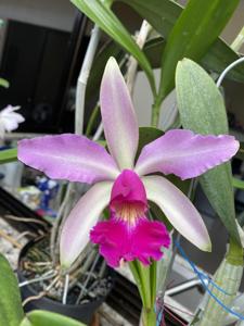 Cattleya Wellsiana (1893)