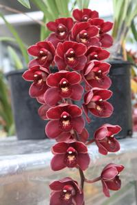 Cymbidium Kiwi Jewel