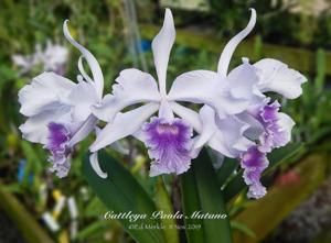 Cattleya Paola Matano