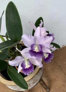 Cattlianthe Final Blue