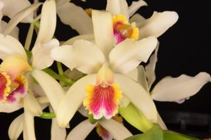 Cattleya blossfeldiana