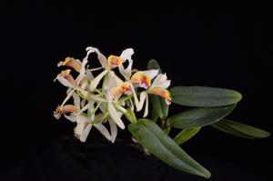 Cattleya blossfeldiana
