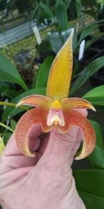 <i>Bulbophyllum</i> Jim Clarkson