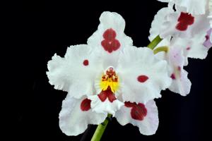 Oncidium Doctor Tom