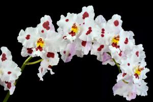 Oncidium Doctor Tom