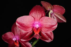 Phalaenopsis Cat's Paw Firebird