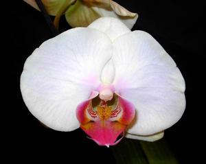 Phalaenopsis Martha Dolge