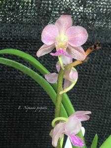Holconopsis Newberry Jasmine