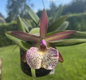 Brassocattleya Mary Dodson