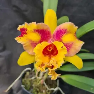 Rhyncholaeliocattleya Nobile's Wildfire