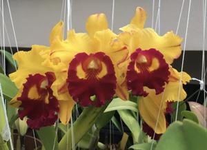 Rhyncholaeliocattleya Liu's Joyance