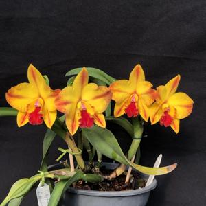 Cattleya Ayrton Senna