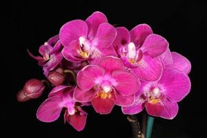 <i>Phalaenopsis</i> Pixie Reds