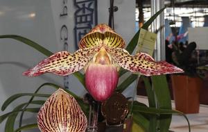 Paphiopedilum Tristar Rainbow