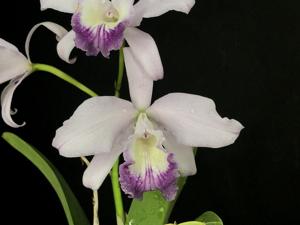 <i>Cattleya</i> Cosmo-Blueheaven