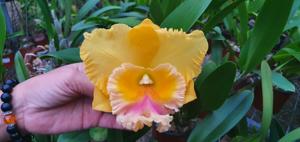 Rhyncholaeliocattleya Thongsupran