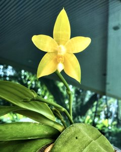 Phalaenopsis Guadalupe Pineda