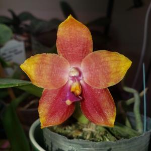 Phalaenopsis Guadalupe Pineda