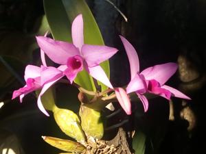 <i>Laelianthe</i> Marie Speranski (Maron)