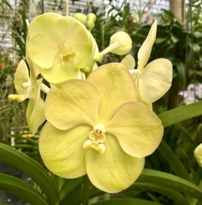 Vanda Somsri Gold