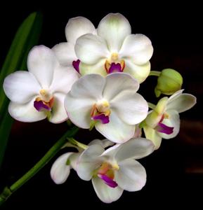 Aeridovanda Supatra Delight