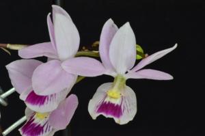 Barkeria Nan Baker