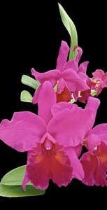 <i>Rhyncholaeliocattleya</i> Paul Phillips