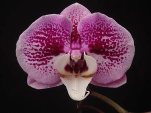 Phalaenopsis I-Hsin Waltz