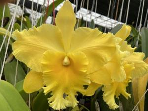 Rhyncholaeliocattleya Hsinying Pachi Pachi