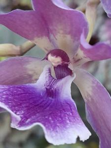 Zygonisia Murasakikomachi