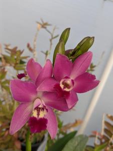 Laeliocatanthe Upstart
