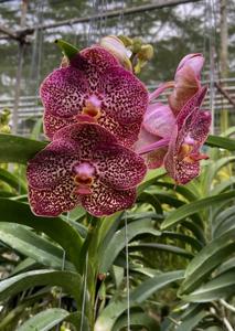 Vanda Kulwadee Fragrance