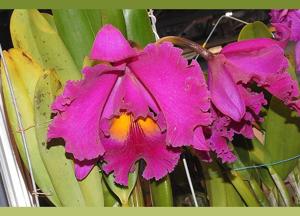 Rhyncholaeliocattleya Village Chief Eyes